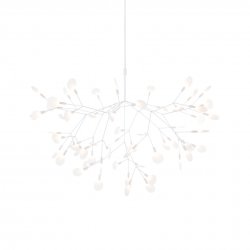 Heracleum White