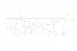 Heracleum III Endless White