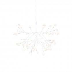 Heracleum White