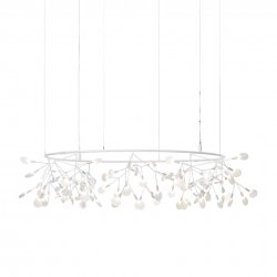 Heracleum small big O