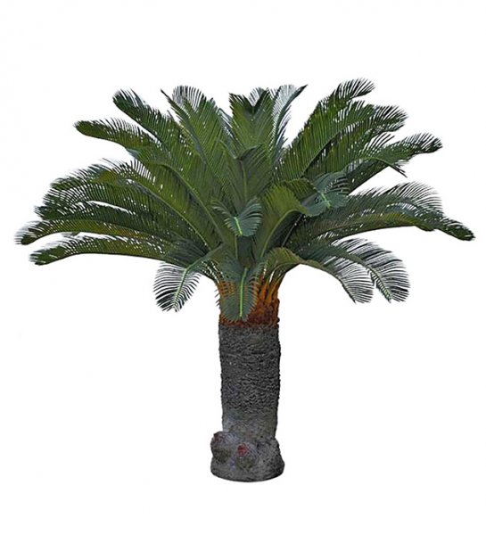 Cycas palm 100cm 