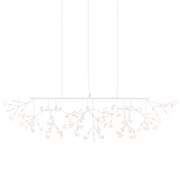 Heracleum Linear